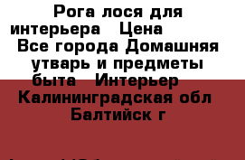 Рога лося для интерьера › Цена ­ 3 300 - Все города Домашняя утварь и предметы быта » Интерьер   . Калининградская обл.,Балтийск г.